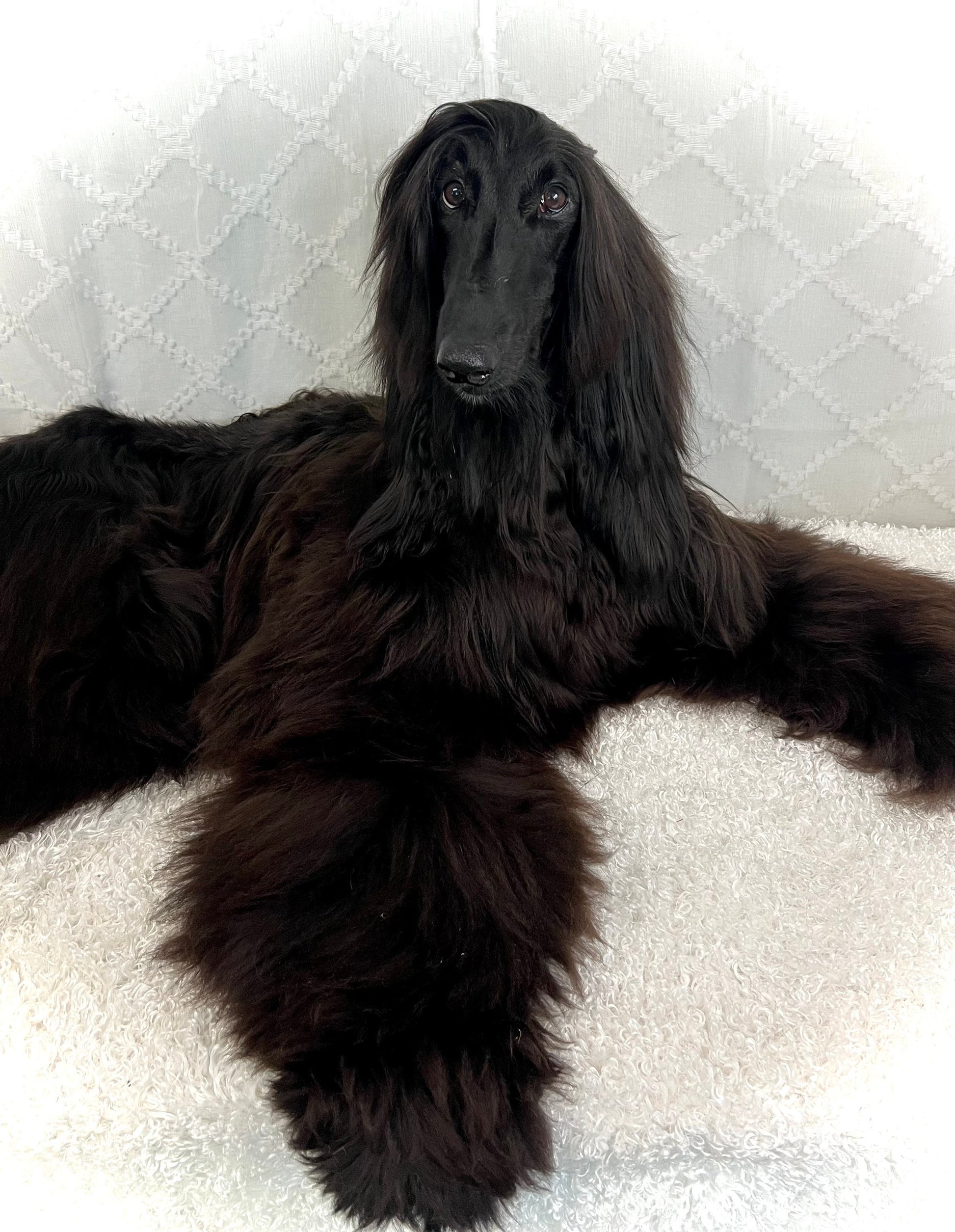 Intuitively Chosen Crystals | by Black Voodoo of Swanah | "Magic’s" Crystal Collection | by the Mysterious Afghan Hound, “Magic”