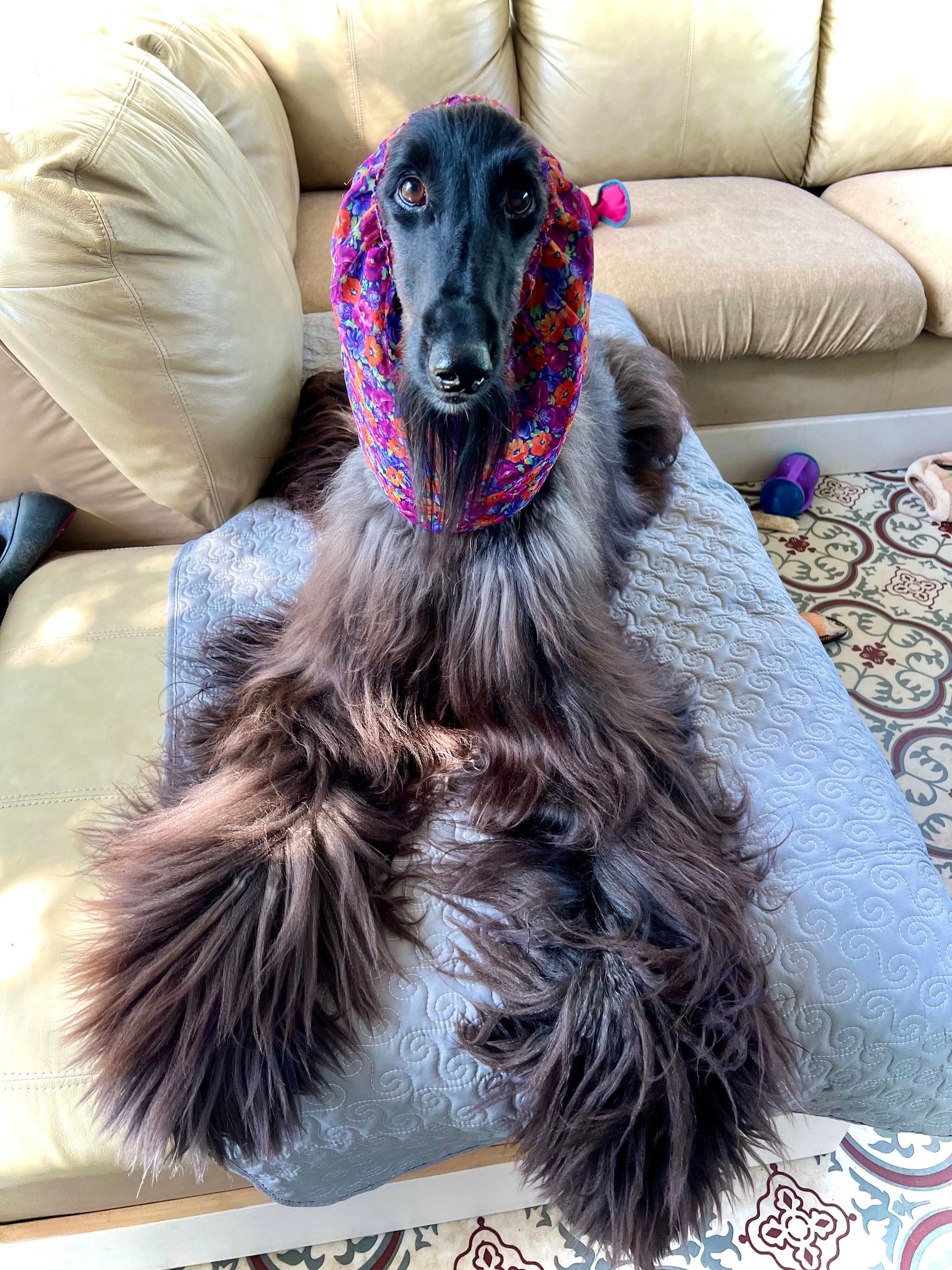 Intuitively Chosen Crystals | by Black Voodoo of Swanah | "Magic’s" Crystal Collection | by the Mysterious Afghan Hound, “Magic”